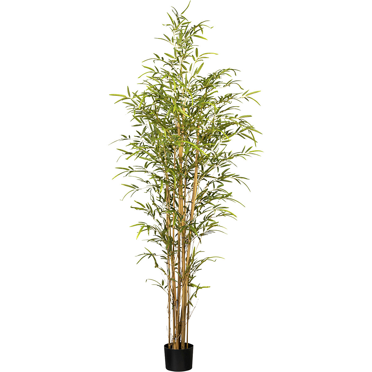 Bambou à tronc naturel