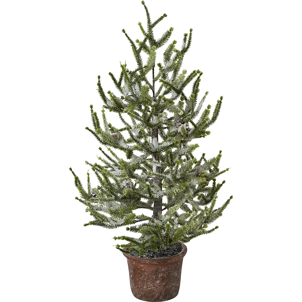 Épicéa en pot
