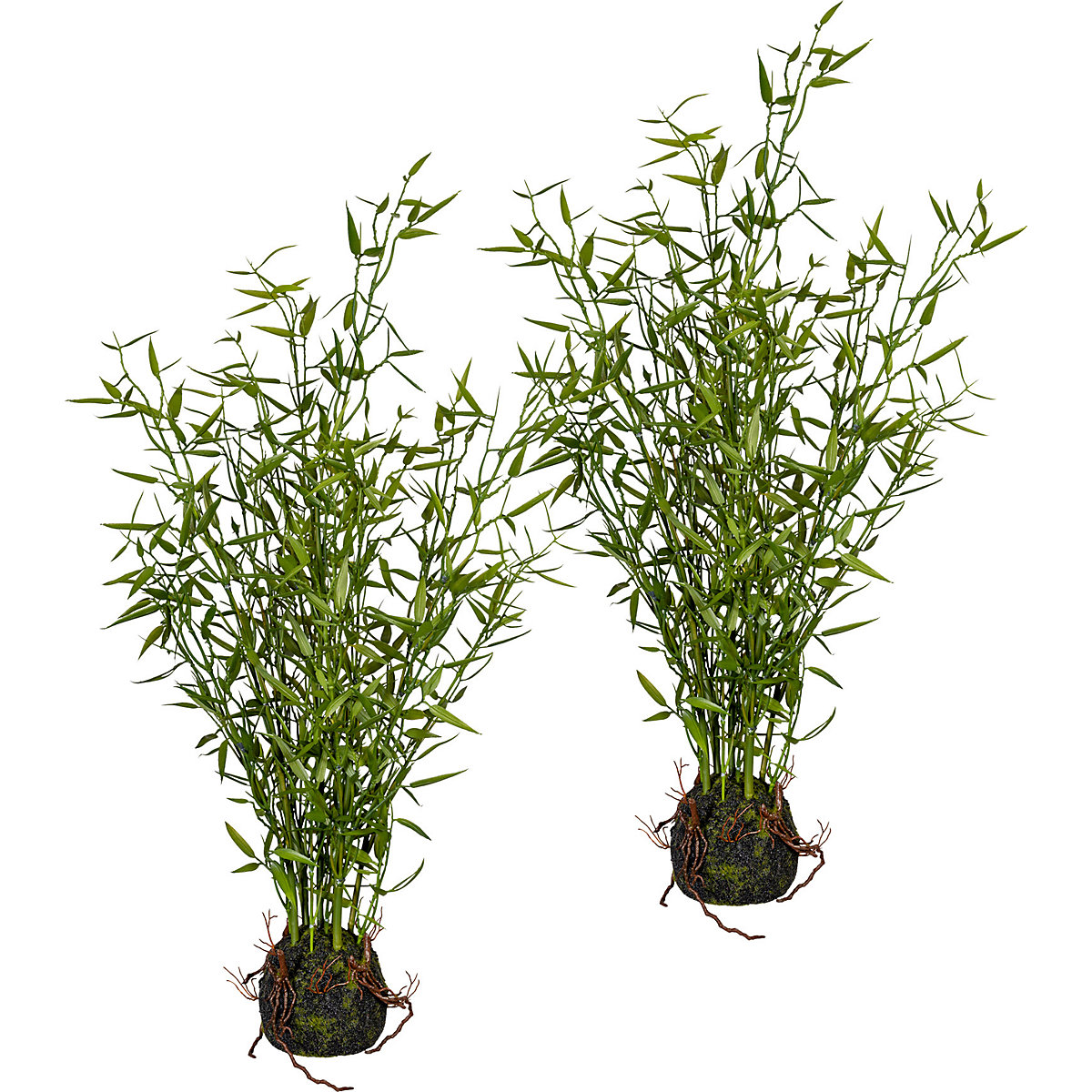 Bambou à petites feuilles, lot de 2, hauteur 600 mm, dans une botte de mousse avec racines-0