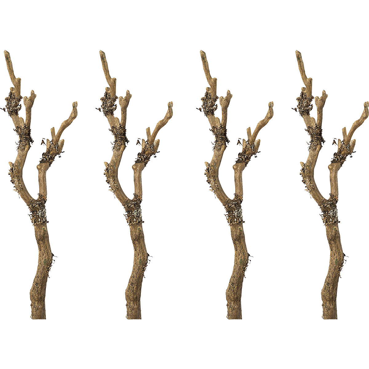Branche avec lichen, lot de 4, hauteur h.t. 610 mm-0