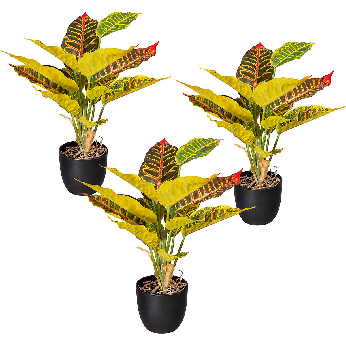 Croton vert-jaune, lot de 3, hauteur 350 mm, dans un pot en plastique-0