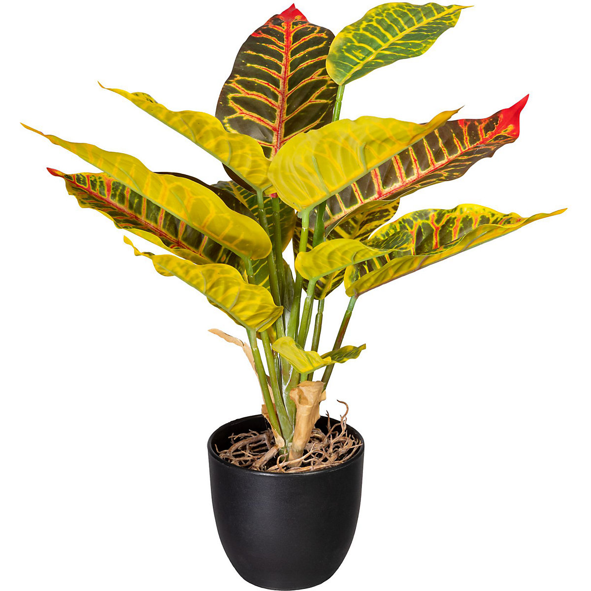 Croton vert-jaune (Illustration du produit 2)-1