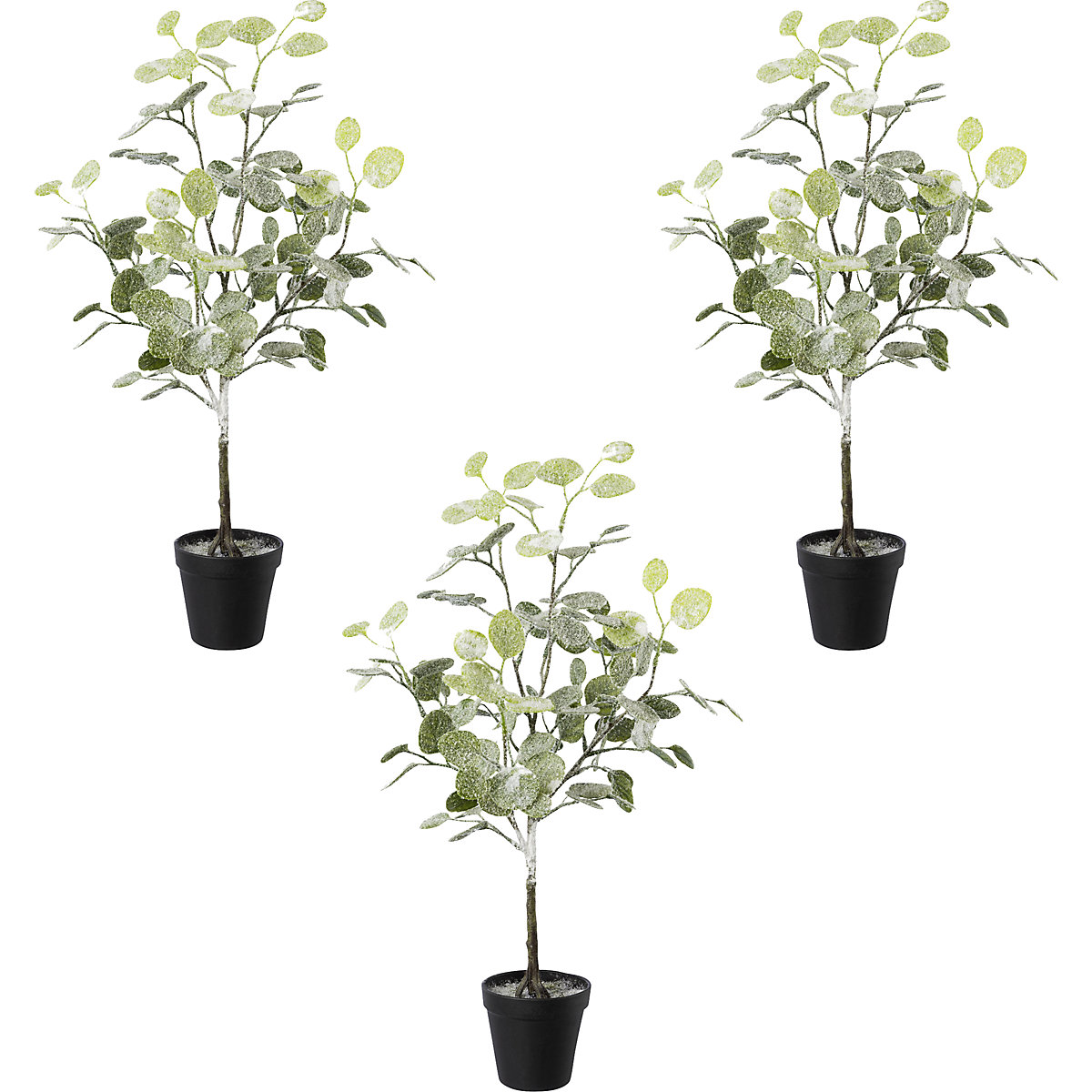 Eucalyptus en pot, givré, lot de 3, hauteur h.t. 580 mm-0