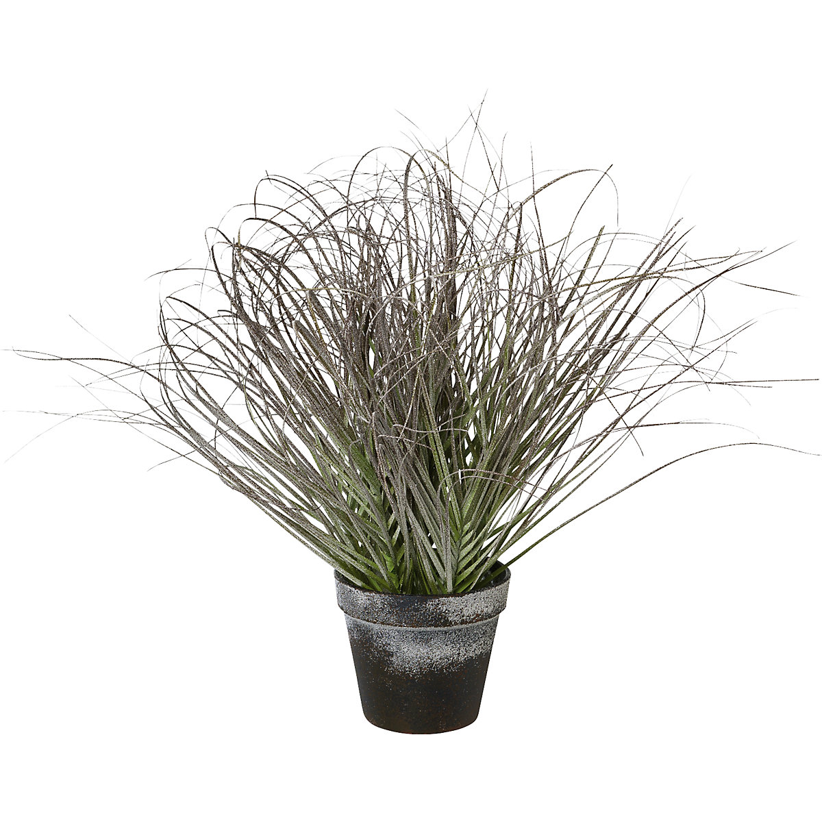 Herbe en pot, givrée (Illustration du produit 2)-1