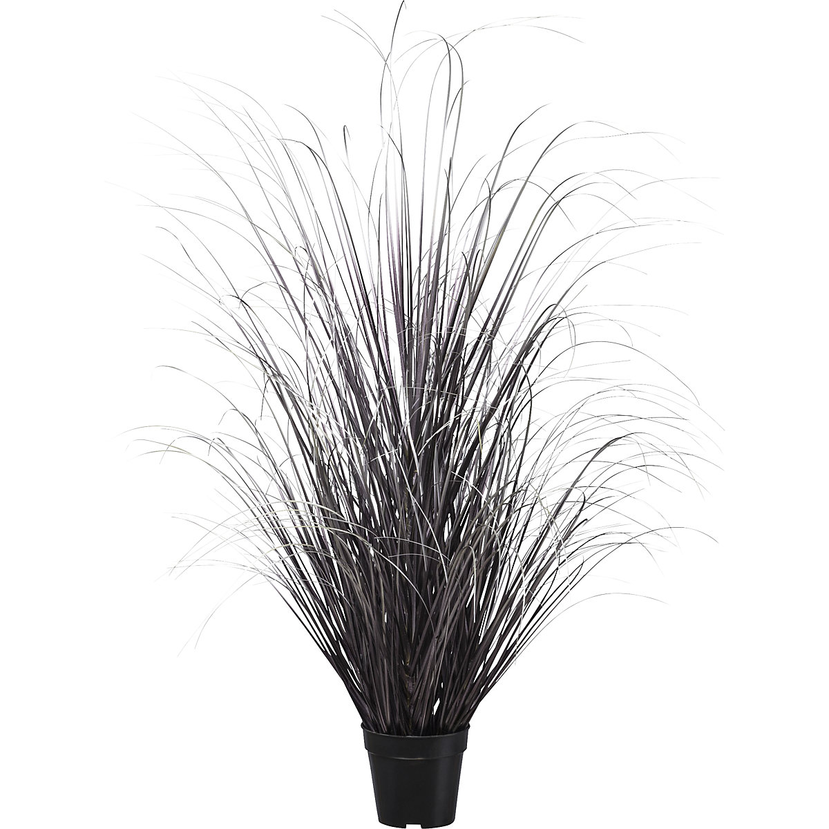 Herbe en pot