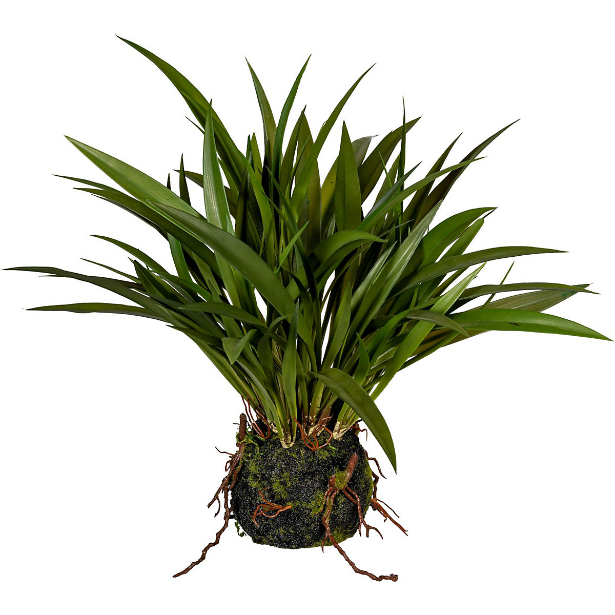 Herbe miscanthus (Illustration du produit 2)-1