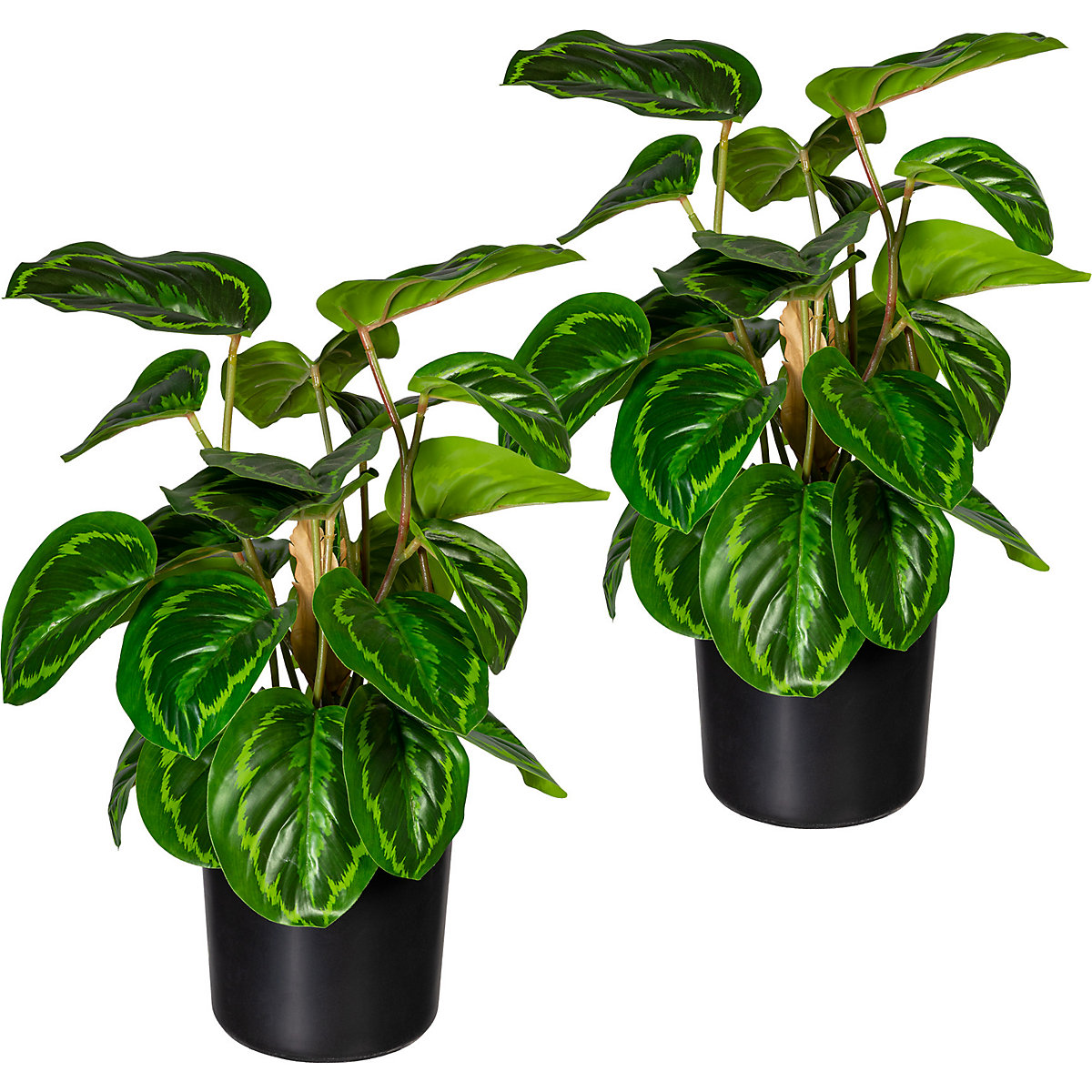 Maranta, lot de 2, hauteur 450 mm, dans un pot en plastique rempli de terre-0