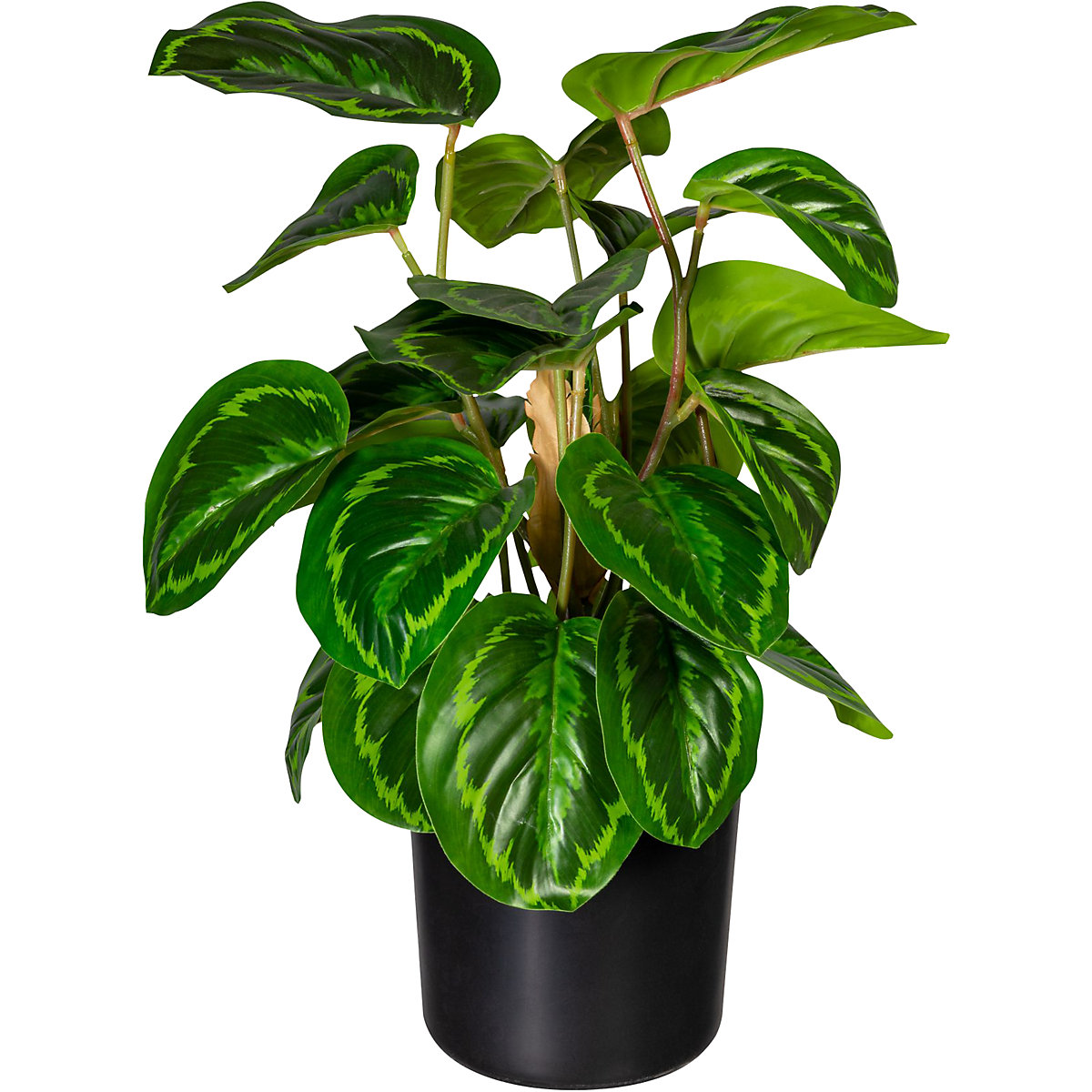 Maranta (Illustration du produit 2)-1
