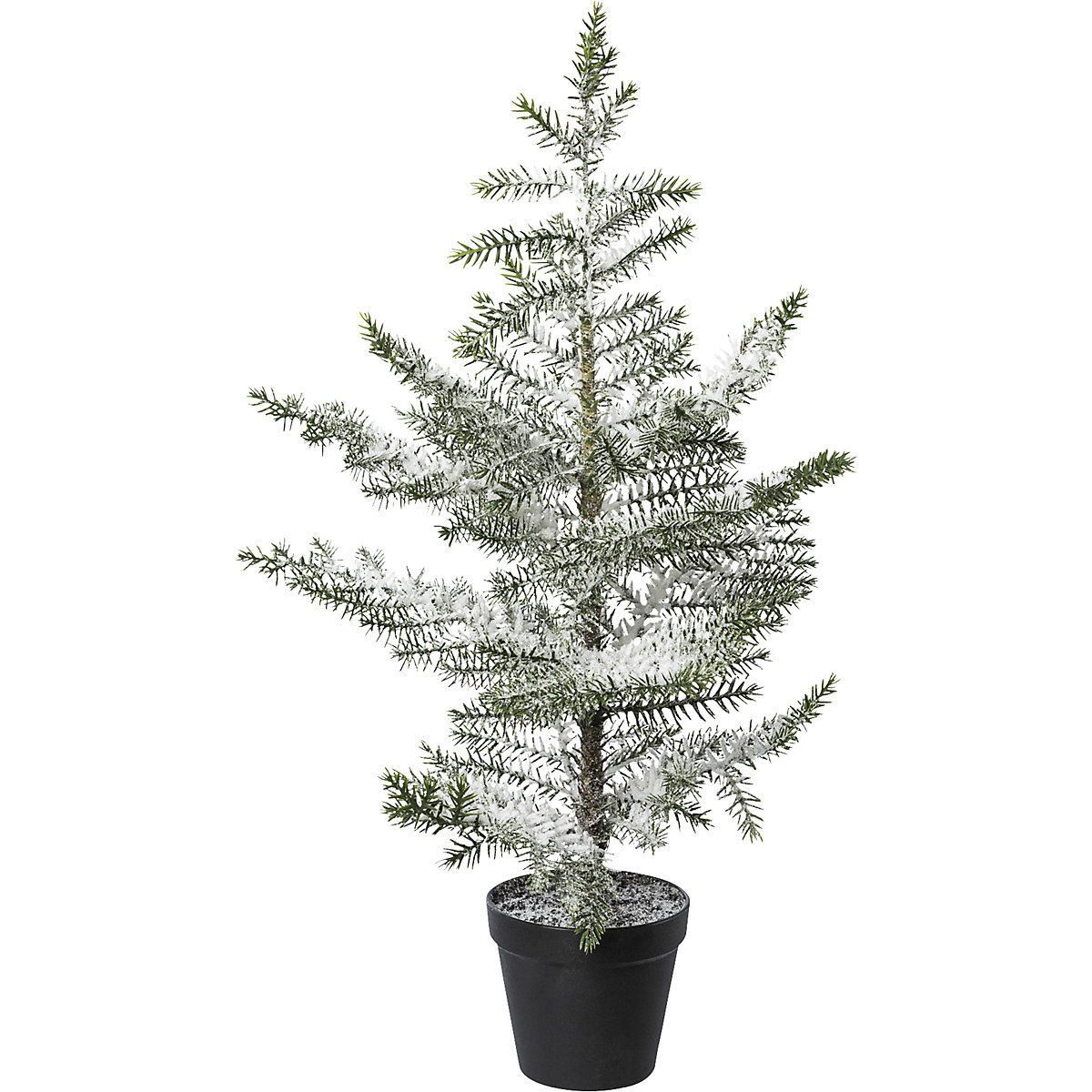 Sapin d'appartement en pot, enneigé
