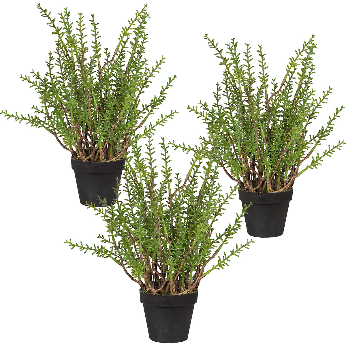 Thym citron, lot de 3, dans un pot en plastique, hauteur 240 mm-0