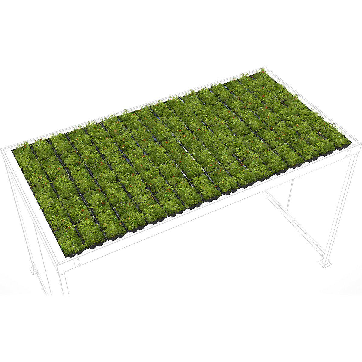 Rinverdimento per tetti Premium – WSM (Foto prodotto 2)-1