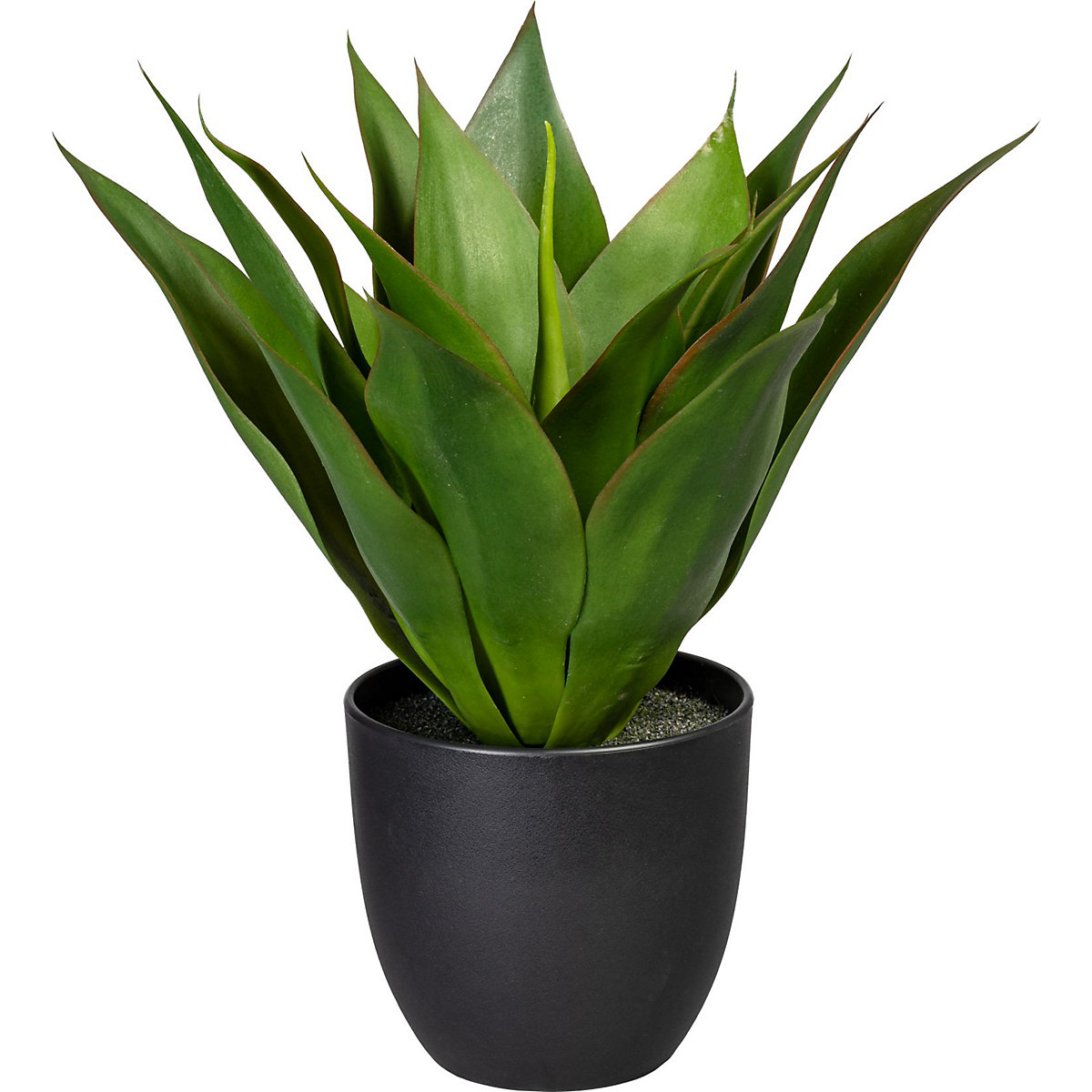 Agave
