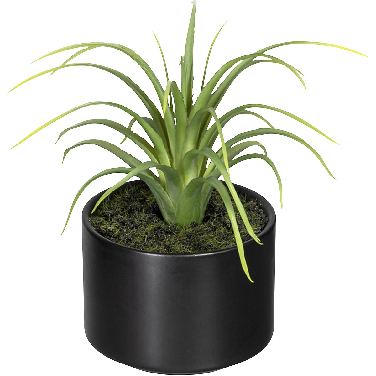Aloe, agave, tillandsia (Foto prodotto 2)-1