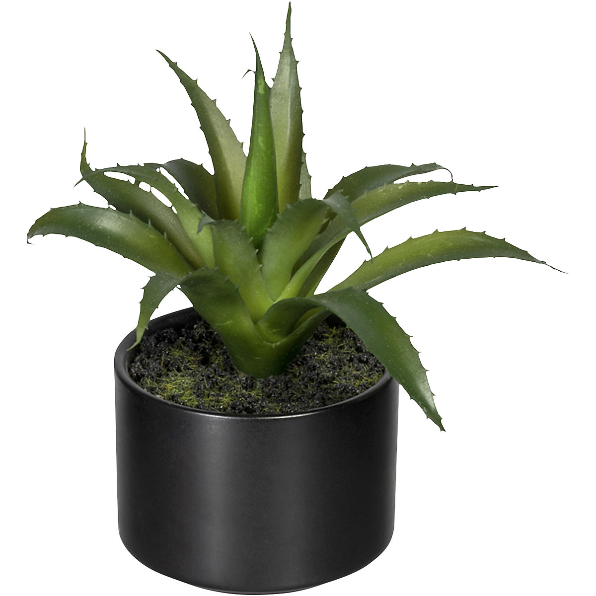 Aloe, agave, tillandsia (Foto prodotto 3)-2