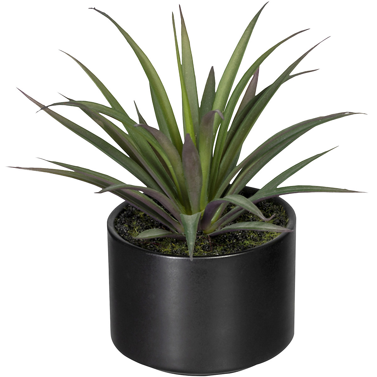 Aloe, agave, tillandsia (Foto prodotto 4)-3