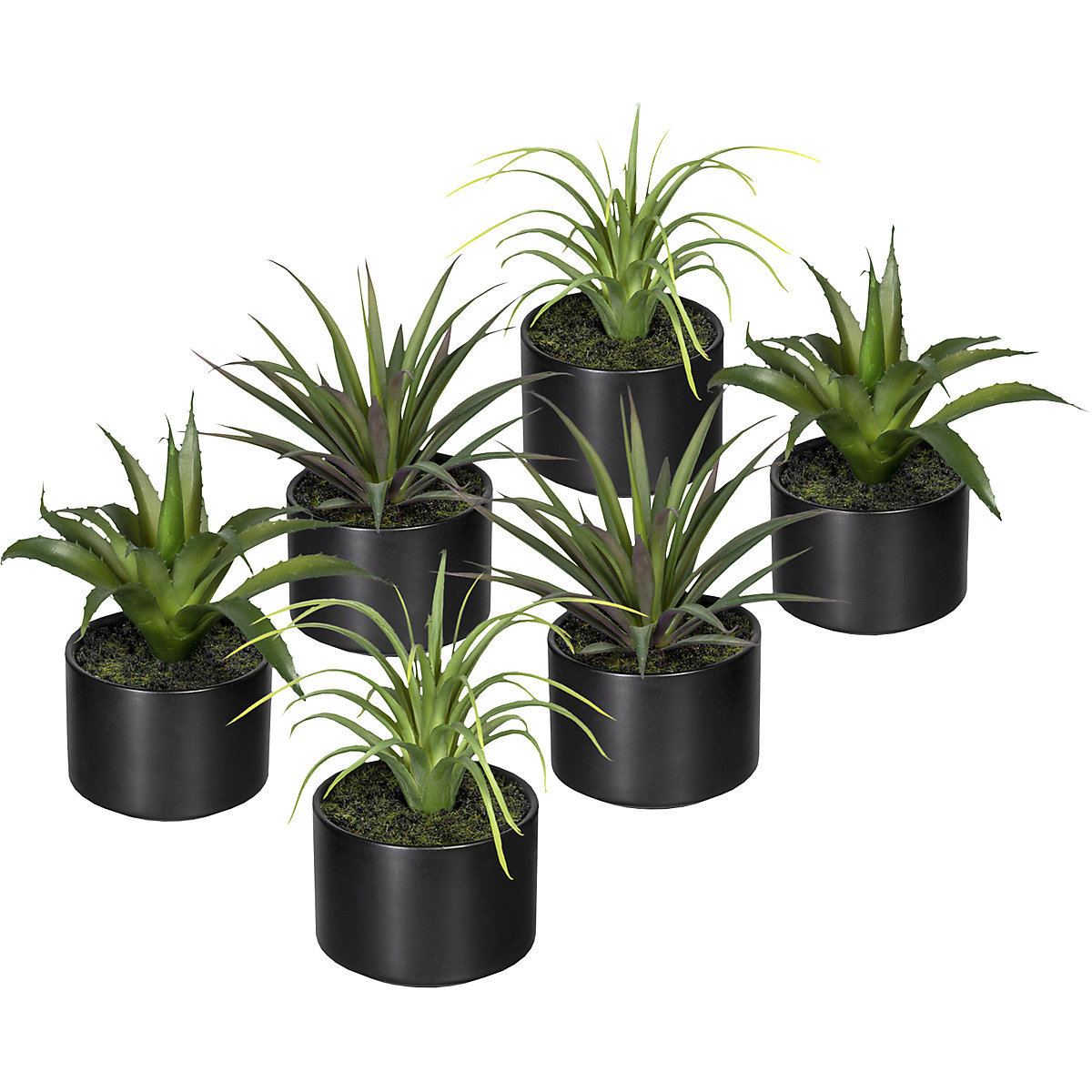 Aloe, agave, tillandsia, in vaso di ceramica, conf. da 6 pz., altezza 250 mm, 3 assortimenti-0