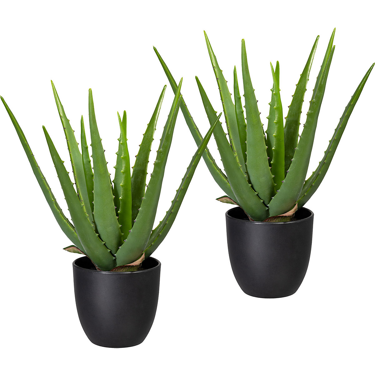 Aloe verde, conf. da 2 pz., in vaso di plastica, altezza ca. 330 mm-0
