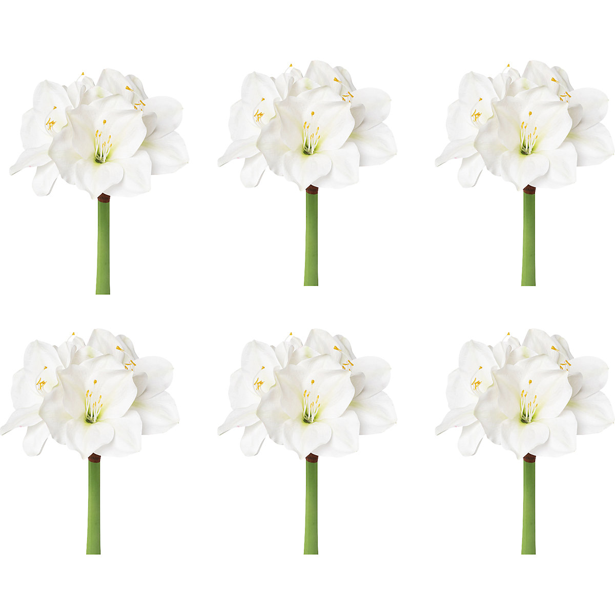 Amaryllis, bianco, conf. da 6 pz., altezza totale 560 mm-0