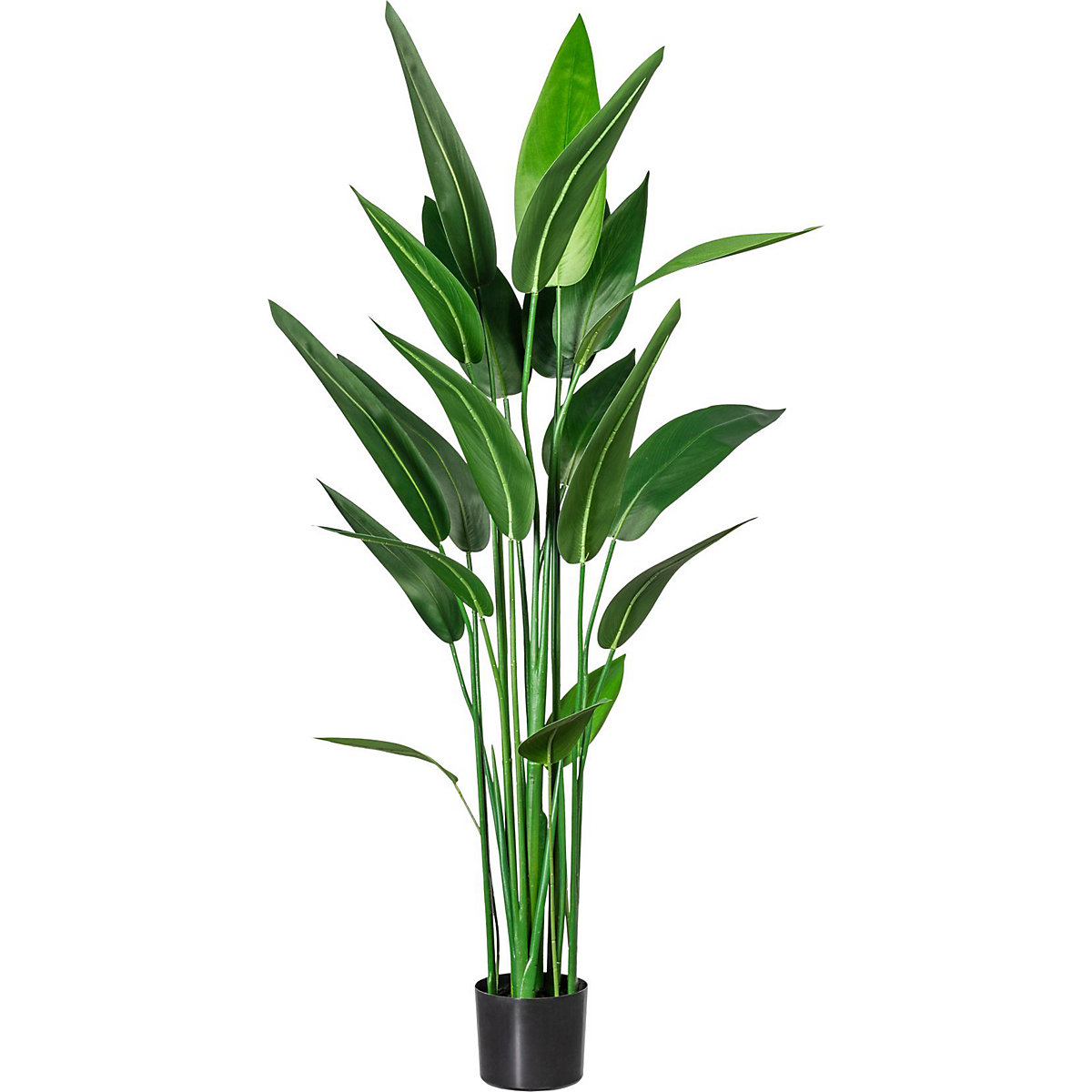 Canna glauca
