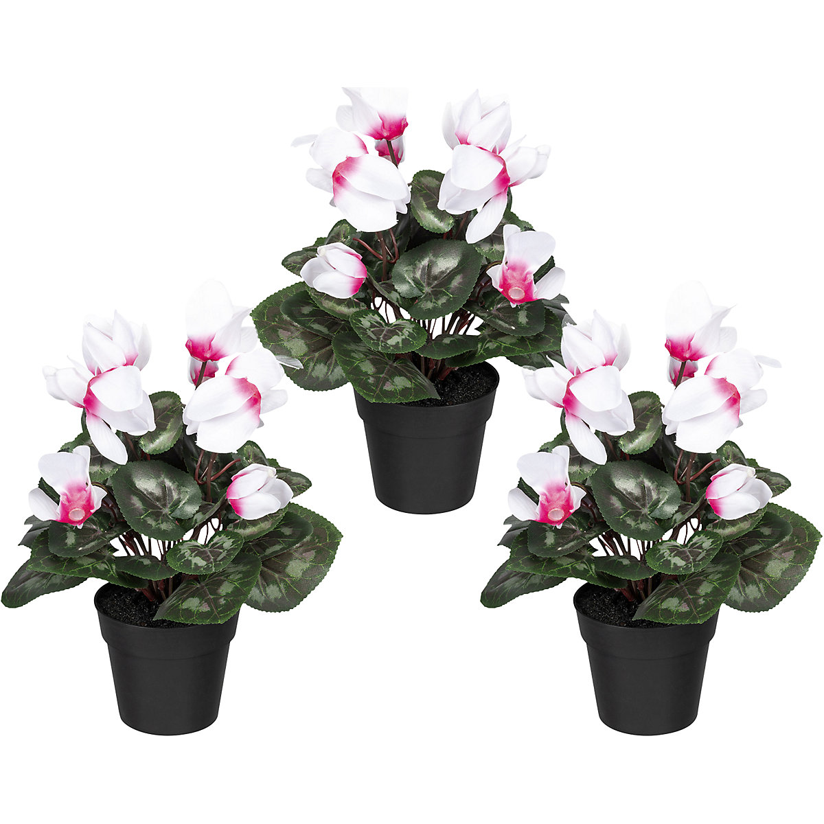 Ciclamino, in vaso di plastica, conf. da 3 pz., bianco rosa, altezza 300 mm-0