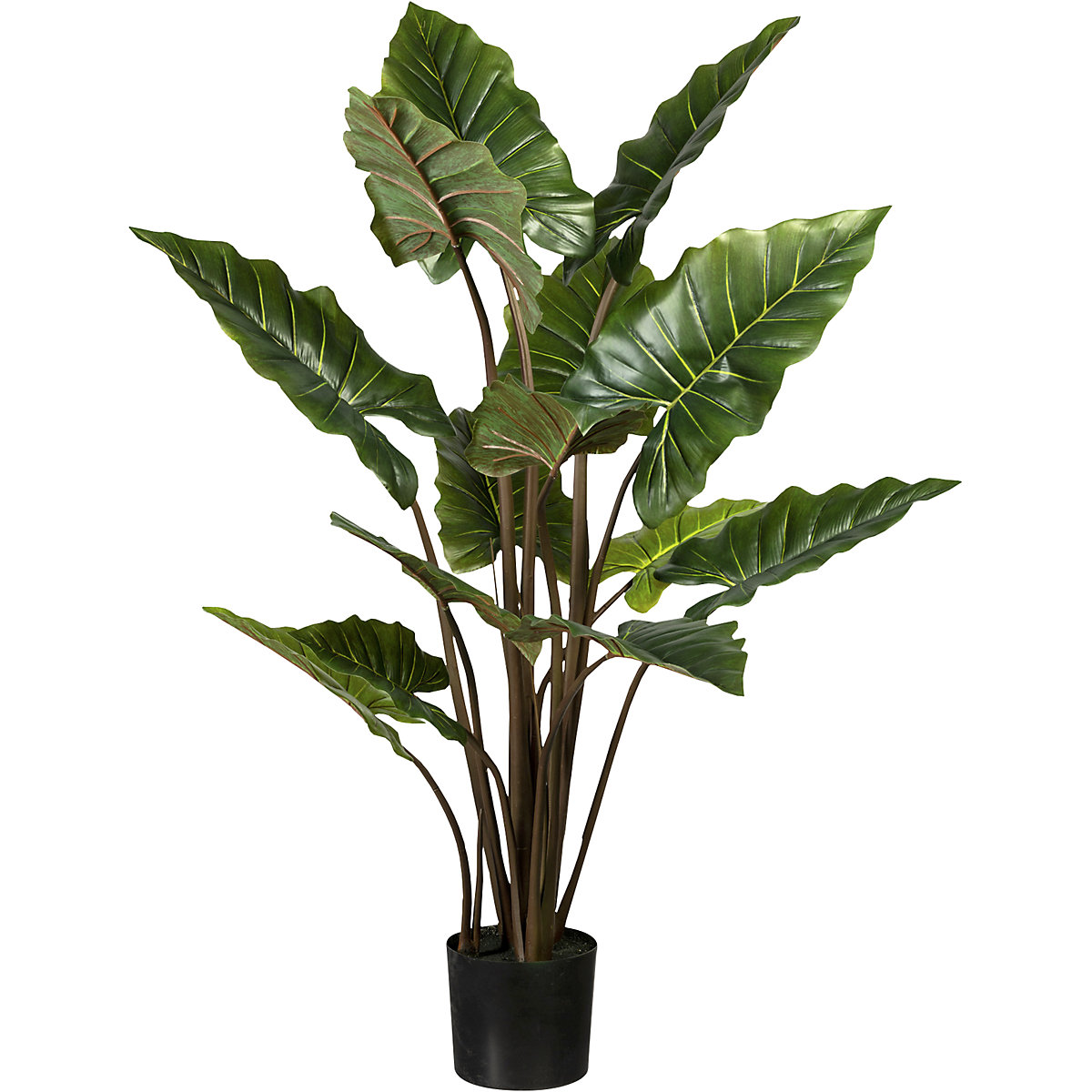 Colocasia