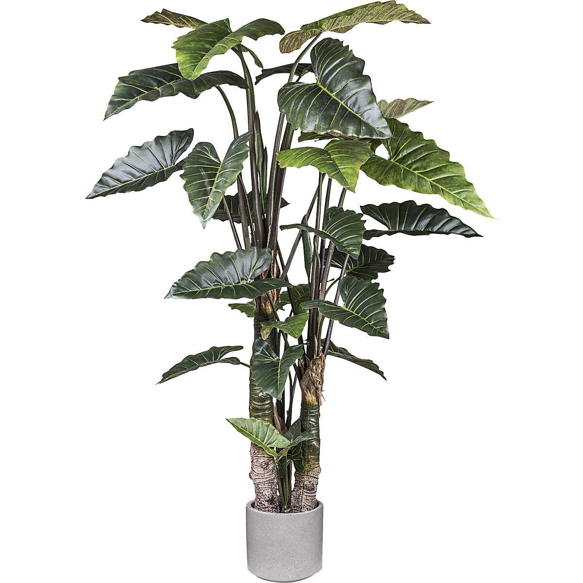 Colocasia