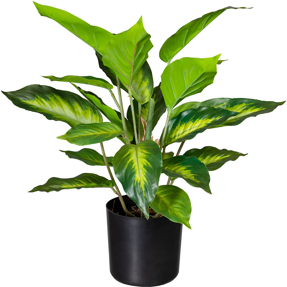 Dieffenbachia (Foto prodotto 2)-1