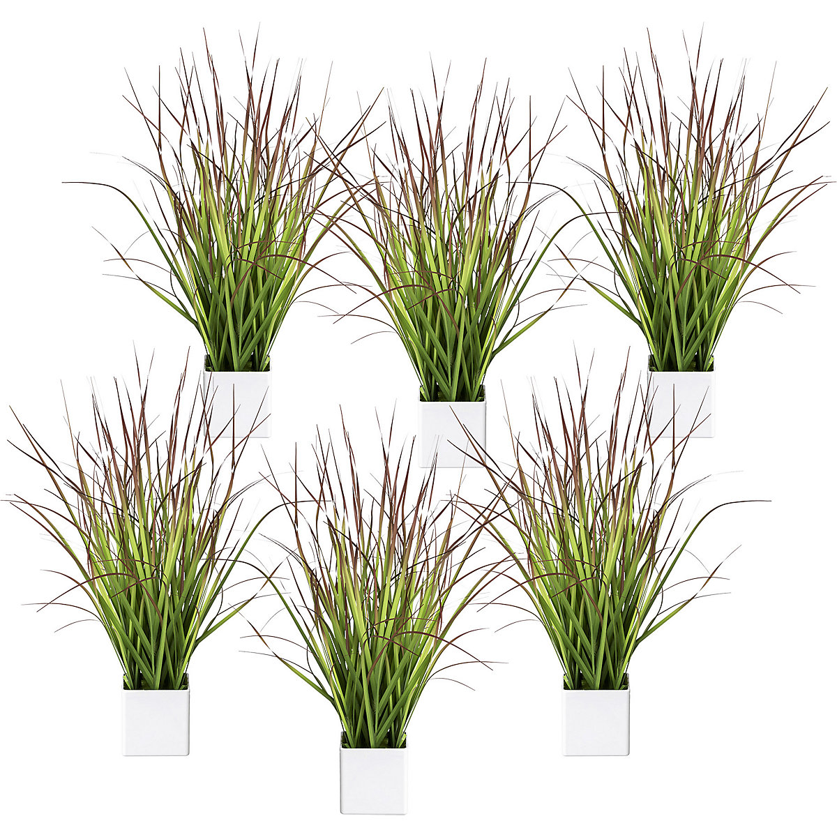 Erba del sangue in vaso, conf. da 6 pz., altezza 460 mm, verde-rosso-0
