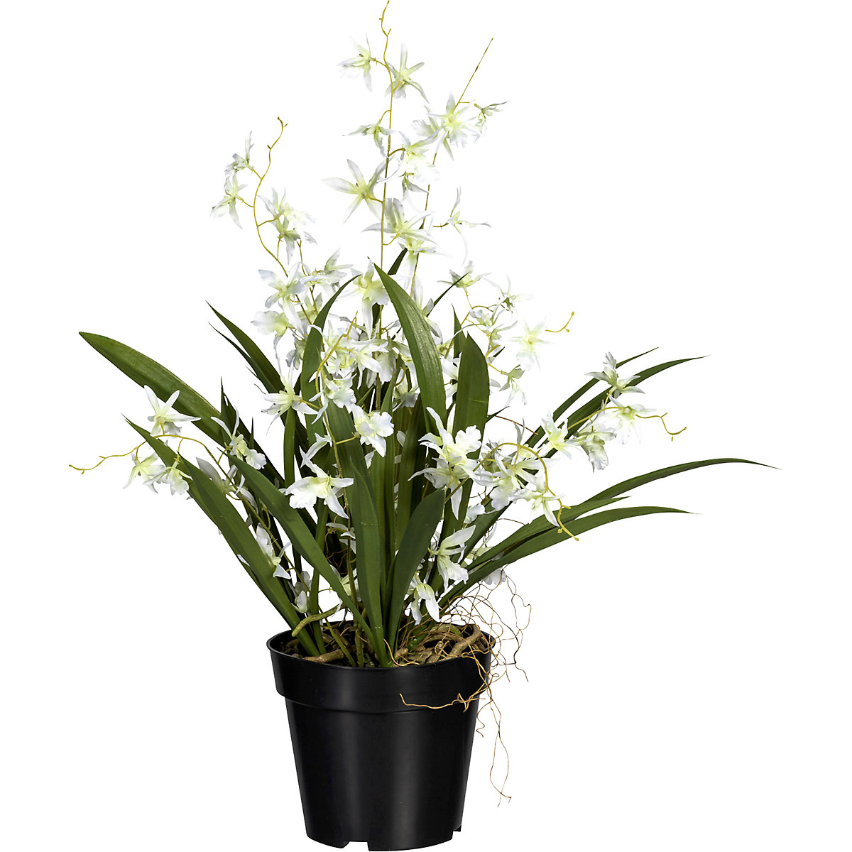 Orchidea ballerina