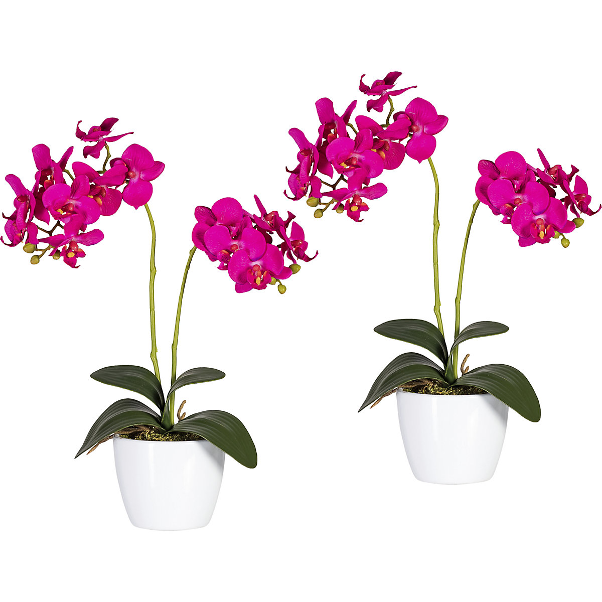 Orchidea phalaenopsis in vaso di ceramica bianco