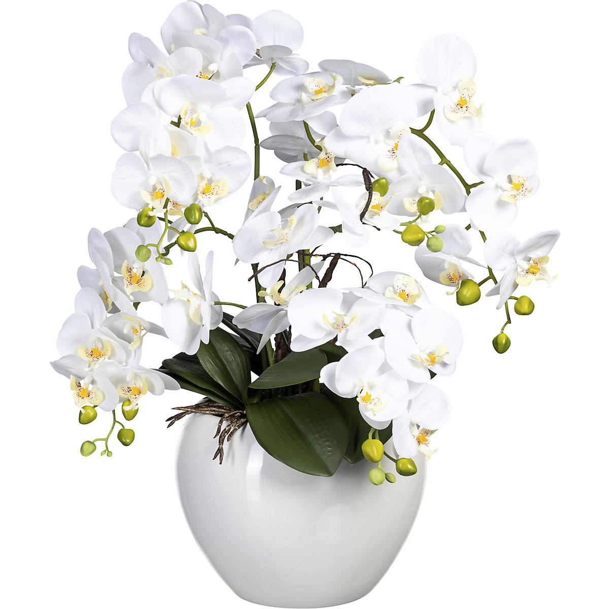 Orchidea phalaenopsis in vaso di ceramica