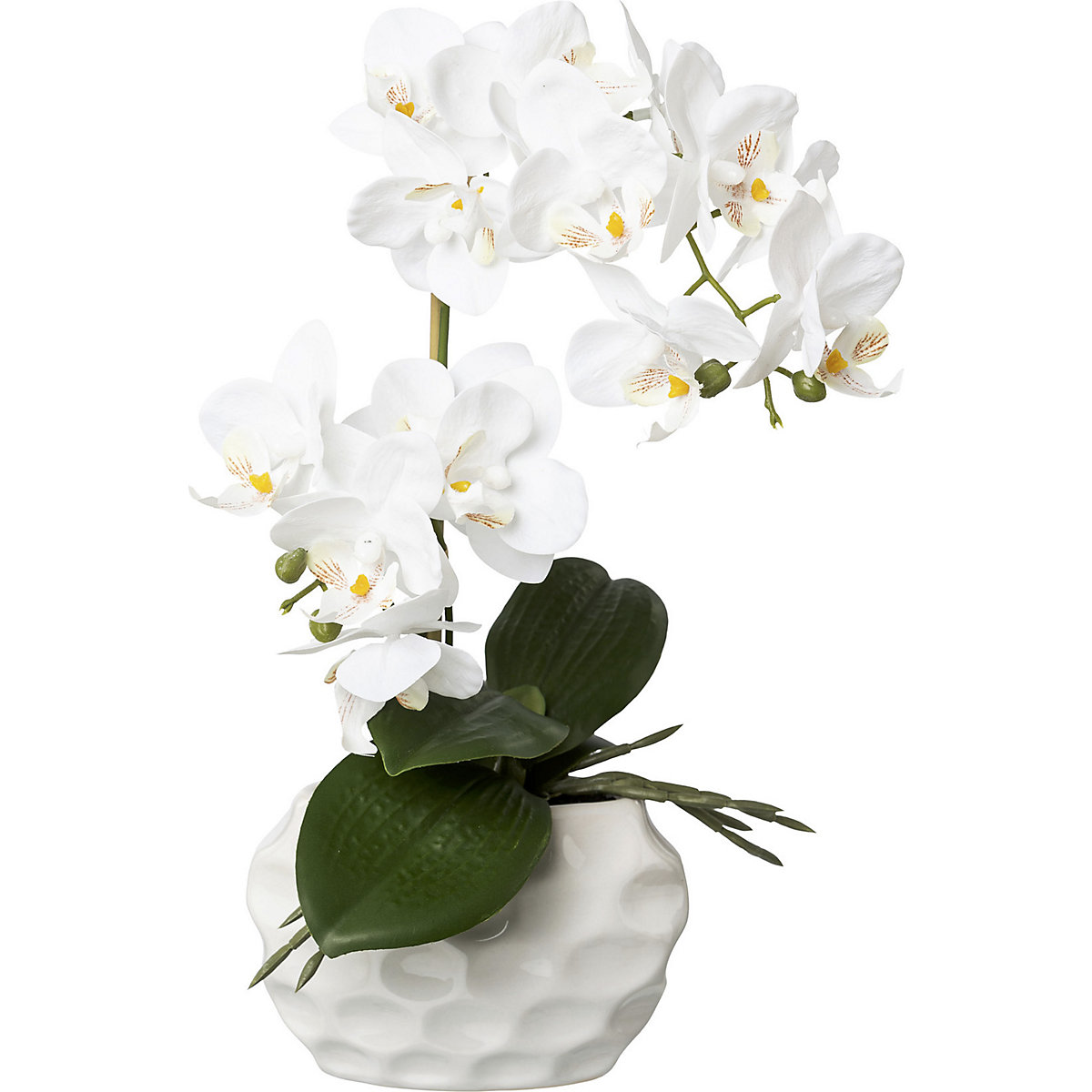 Orchidea phalaenopsis, real touch (Foto prodotto 2)-1