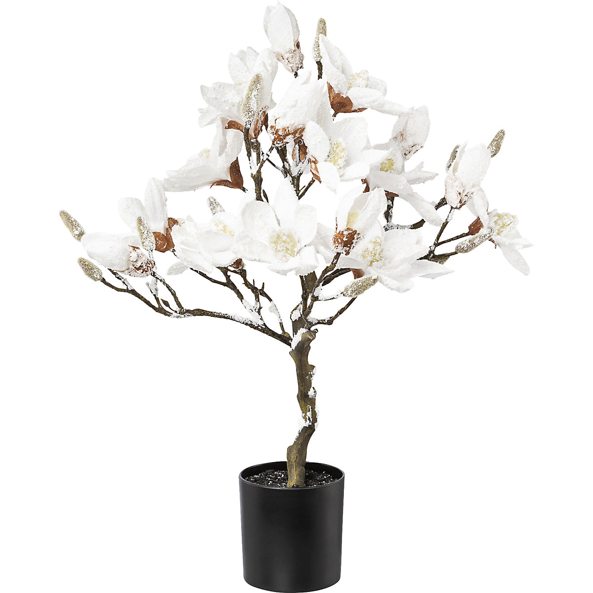 Pianta di magnolia, ricoperta di neve
