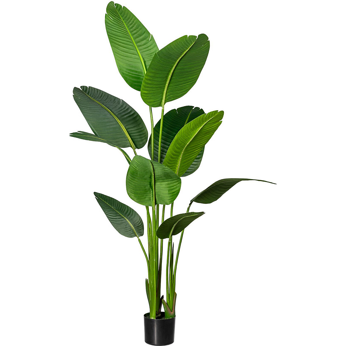 Strelitzia nicolai
