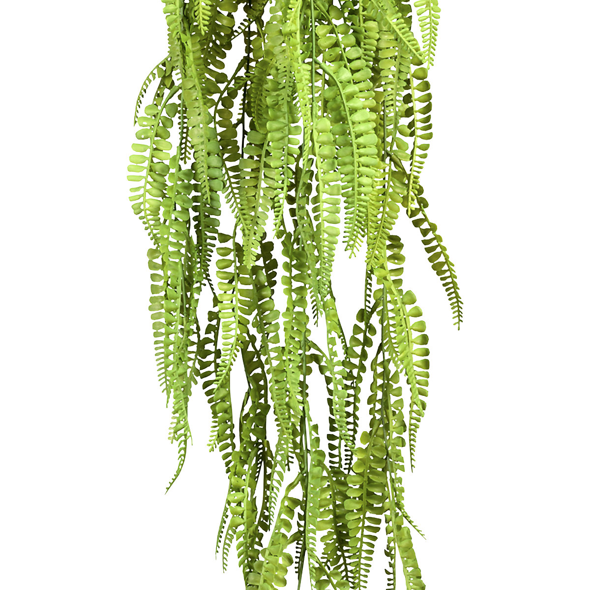 Adianto a sospensione (Foto prodotto 2)-1