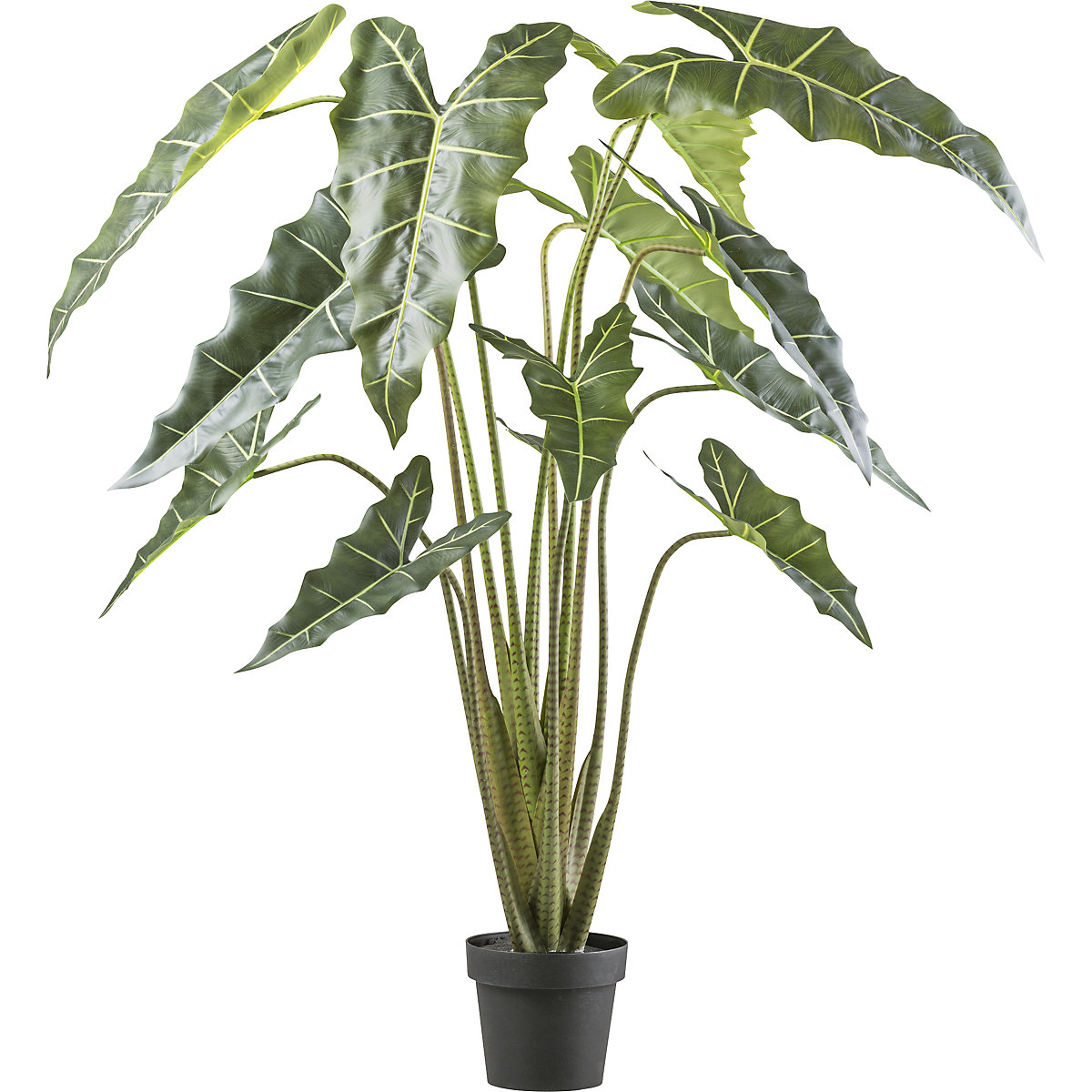 Alocasia zebrina sarian