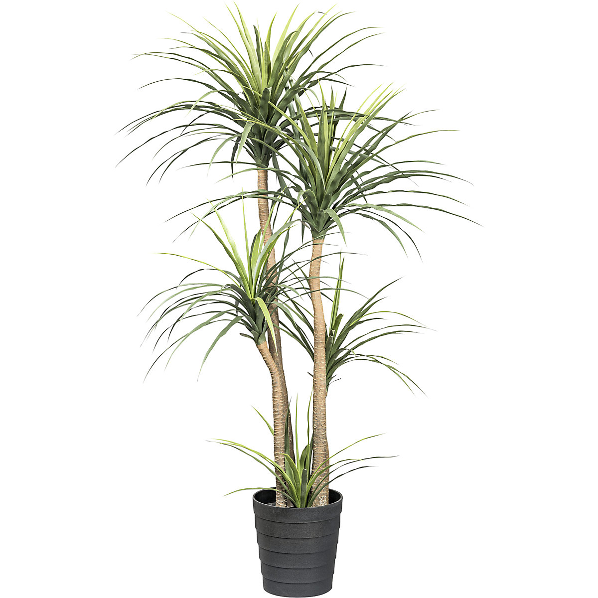 Dracaena