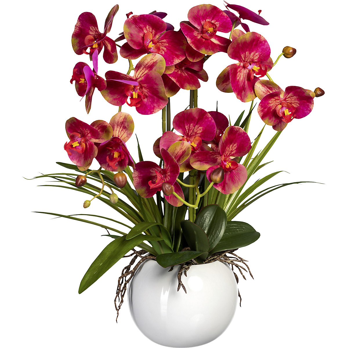 Orchidea phalaenopsis in vaso di ceramica