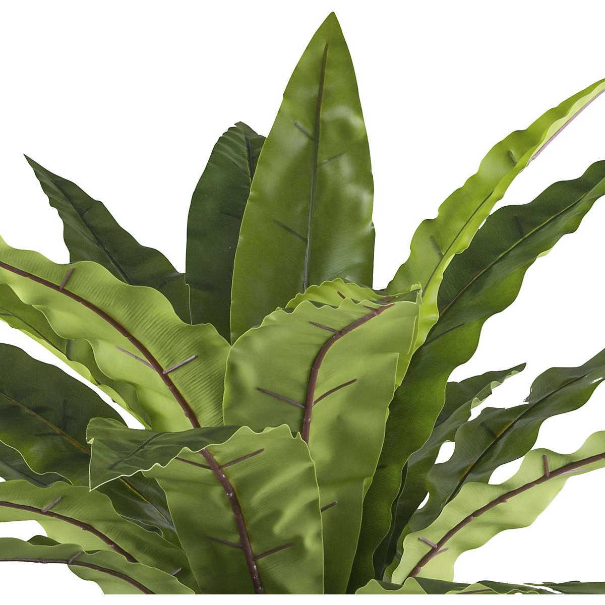 Asplenium (Produktabbildung 2)-1