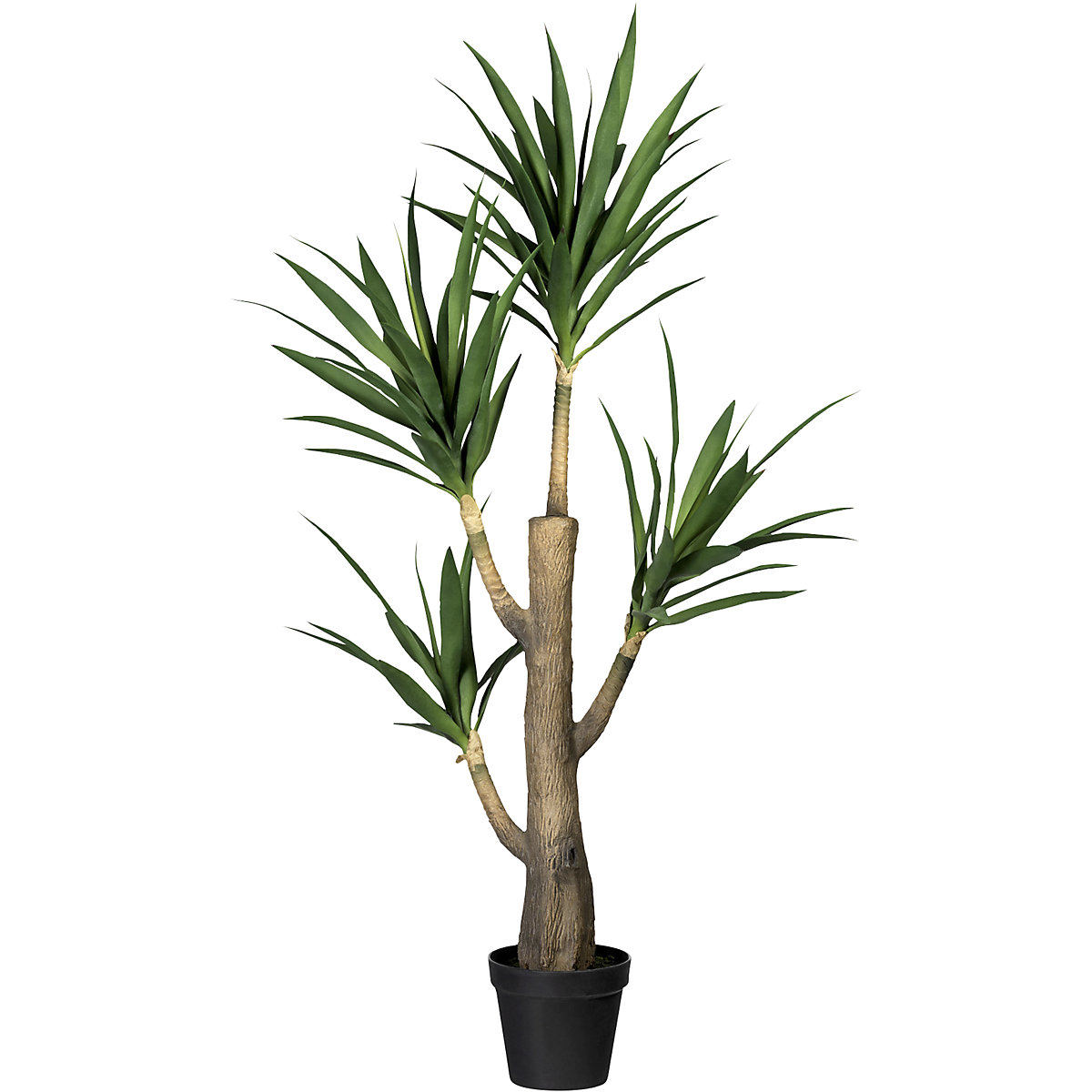 Dracaena fragrans