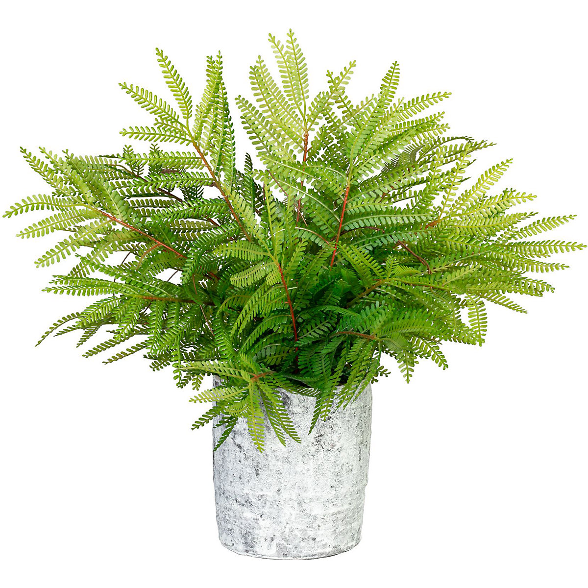 Mimose (Produktabbildung 2)