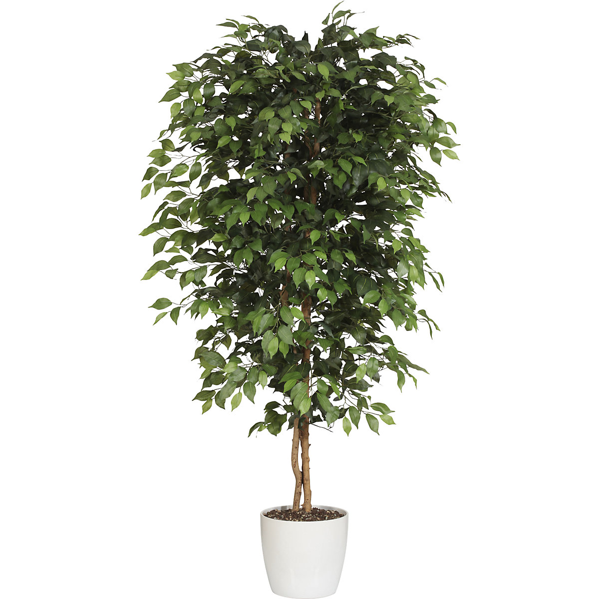 Ficus benjamina