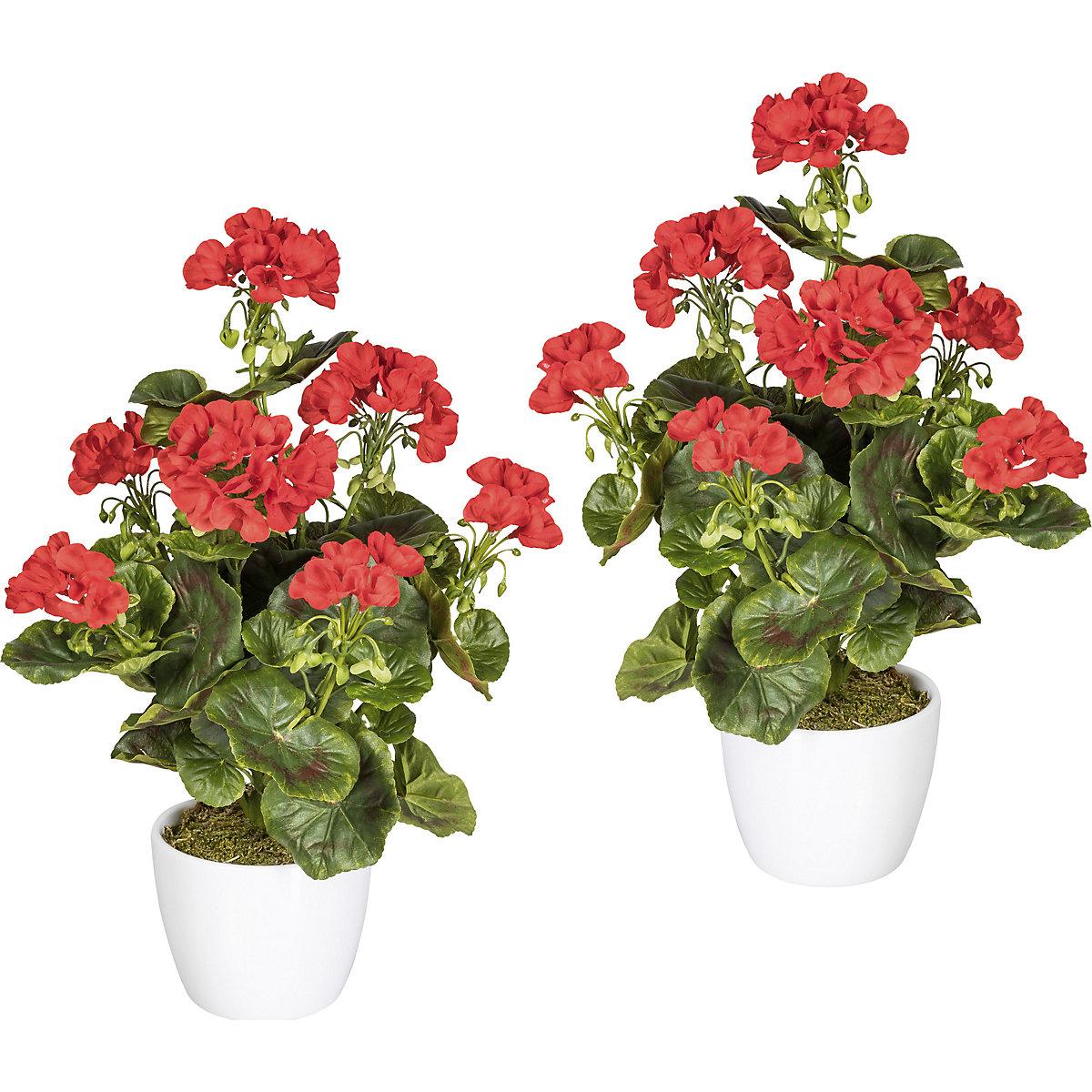 Tufă de mușcate, rezistentă la raze UV