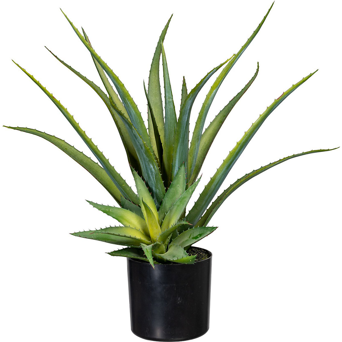 Aloes