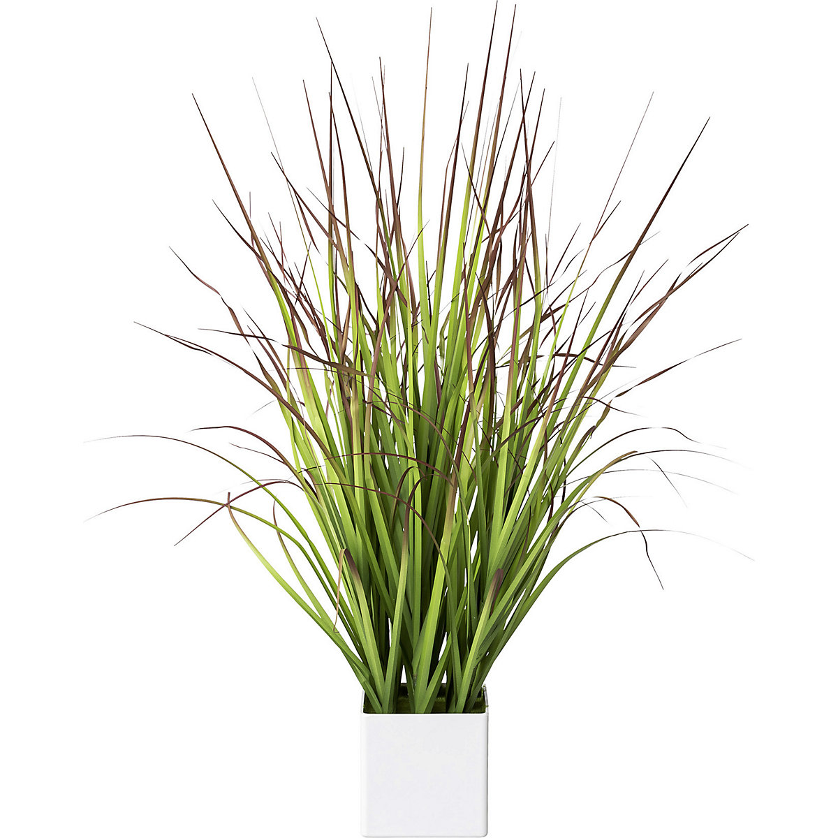 Imperata cylindryczna Red Baron w doniczce (Zdjęcie produktu 2)-1