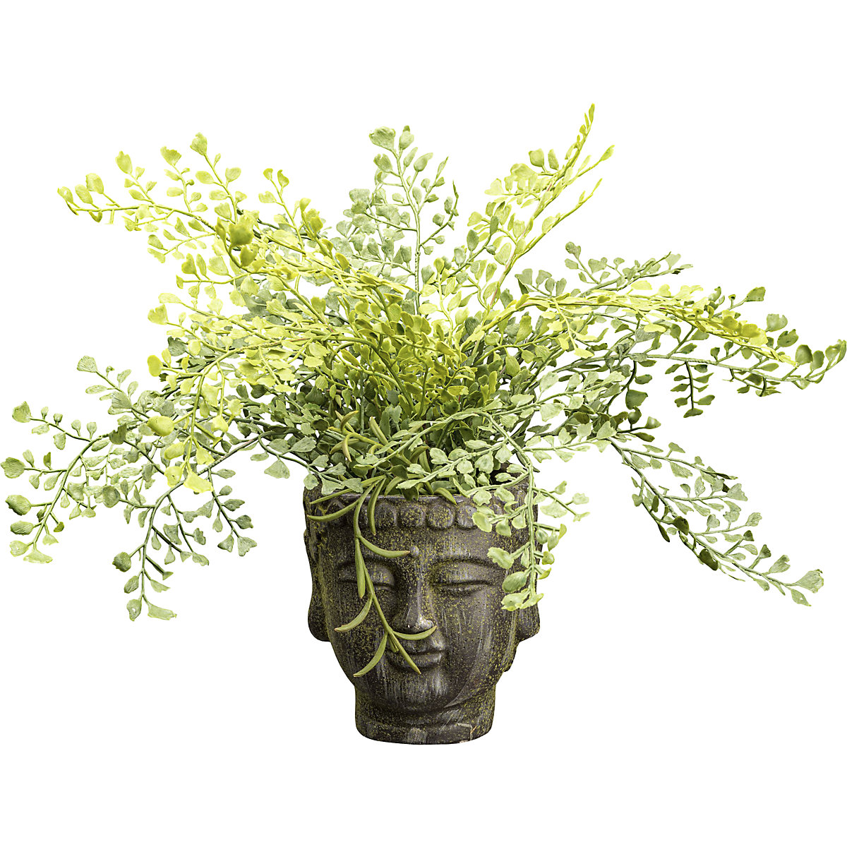 Krzew Adiantum (Zdjęcie produktu 2)-1