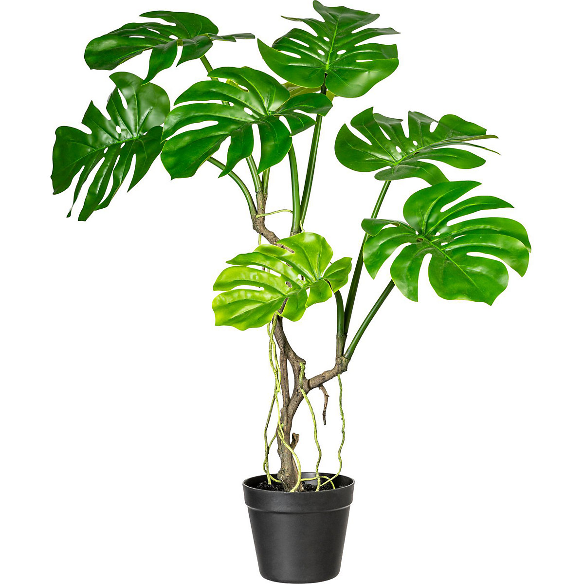 Monstera dziurawa