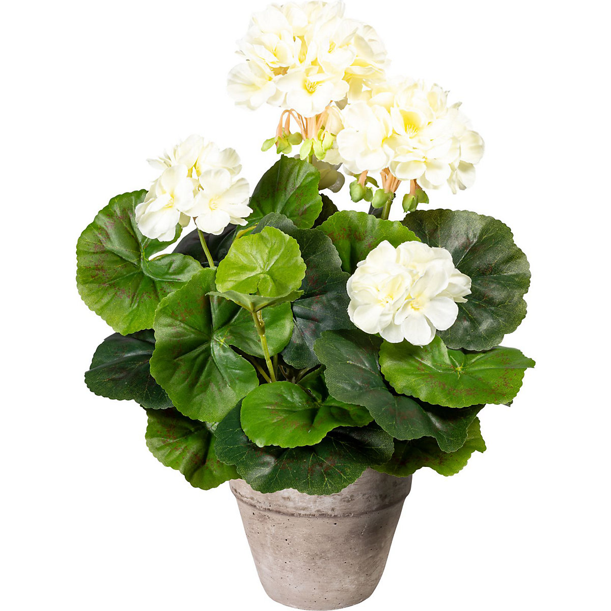 Buisson de géranium (Illustration du produit 2)-1