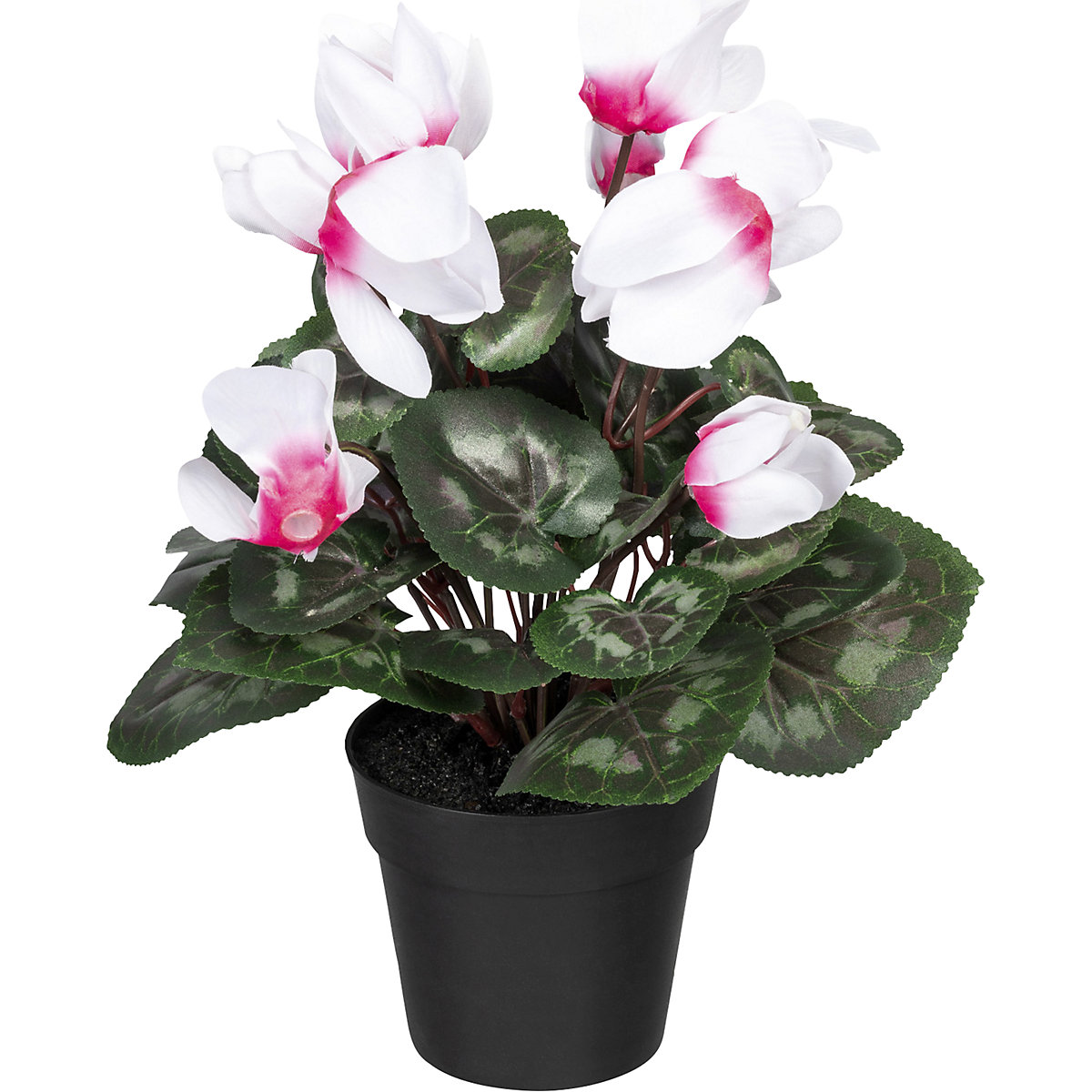 Cyclamens (Illustration du produit 2)-1
