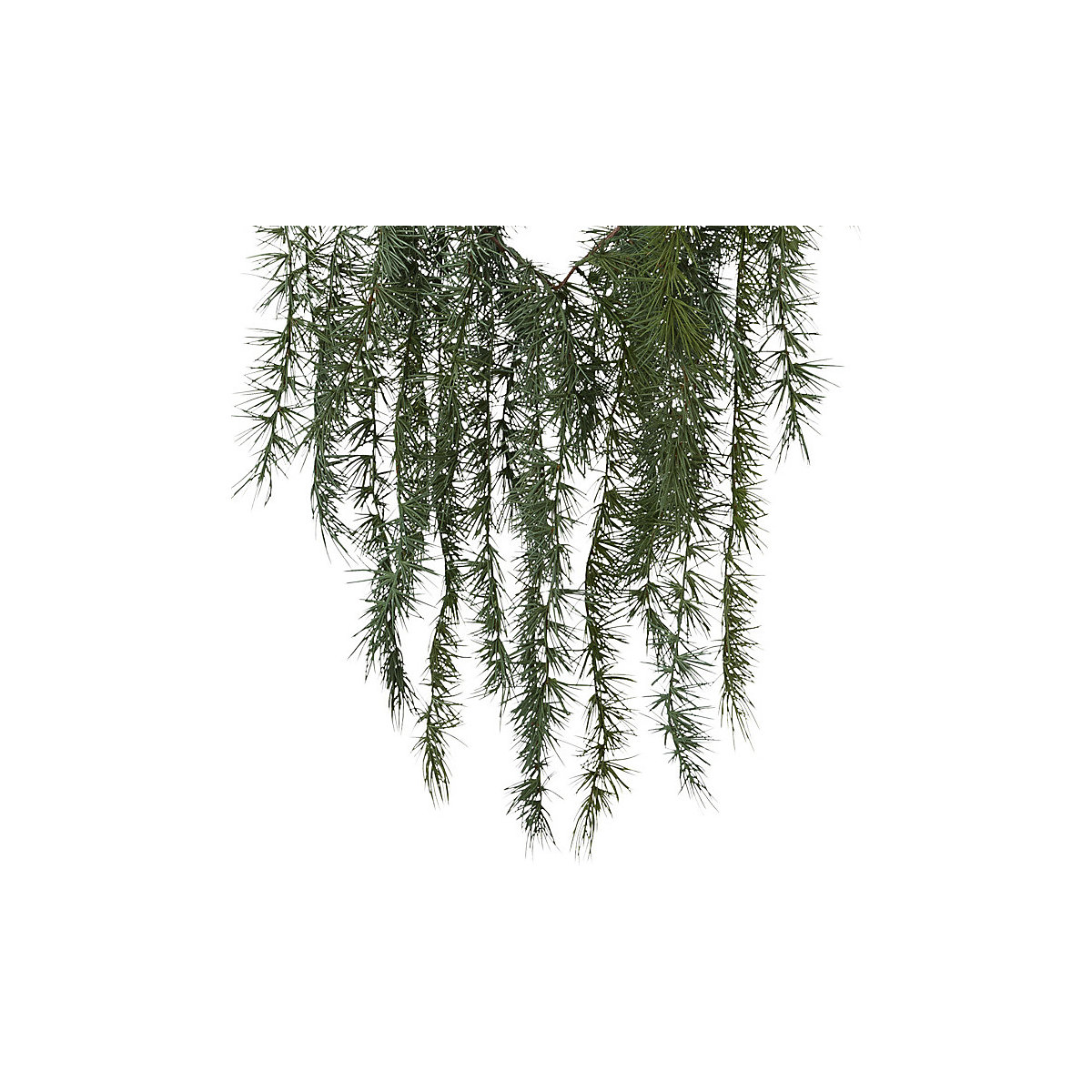 Guirlande de cèdre (Illustration du produit 2)-1